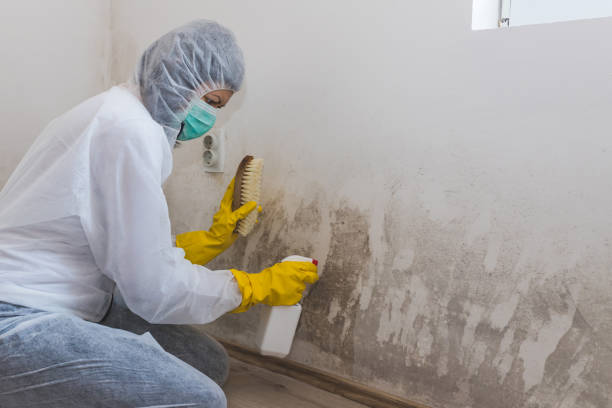 Best Industrial Mold Remediation in Reading, OH