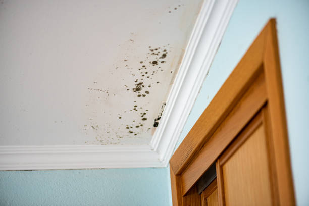 Best Commercial Mold Remediation in Reading, OH