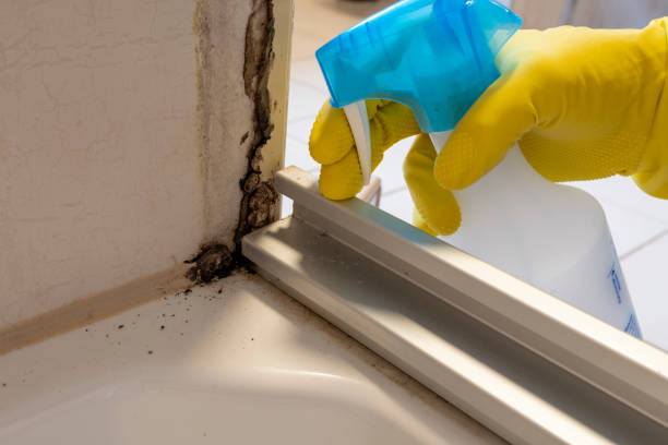 Best Residential Mold Remediation in Reading, OH