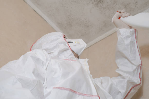 Best Black Mold Remediation in Reading, OH