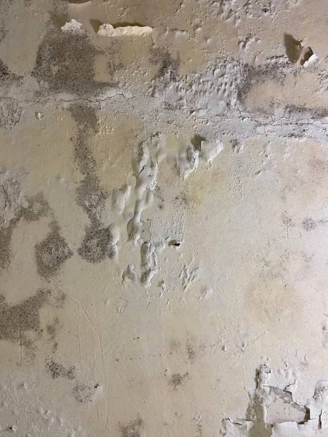 Best Crawl Space Mold Remediation in Reading, OH
