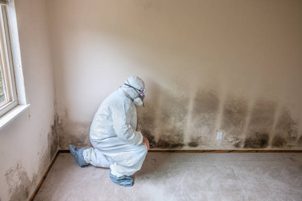 Best Black Mold Remediation in Reading, OH