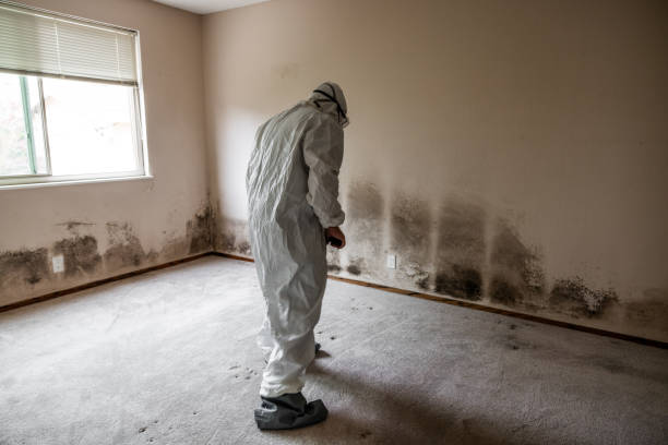 Best Insurance-Related Mold Remediation in Reading, OH