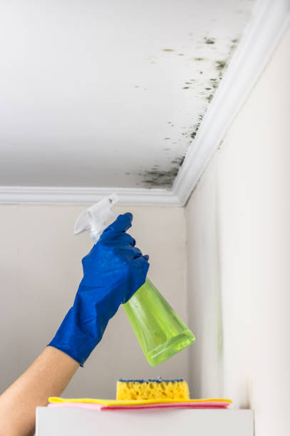 Best Post-Flood Mold Remediation in Reading, OH